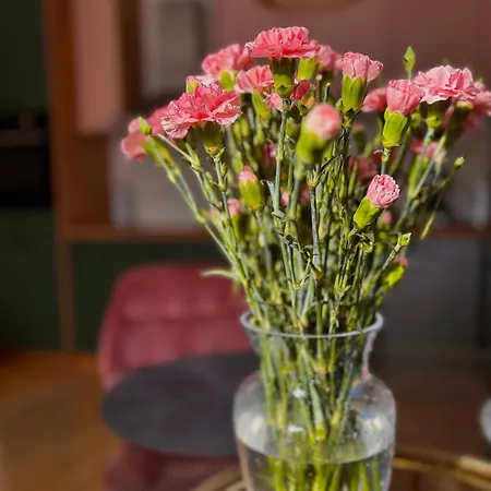 Goździkowy * Frombork